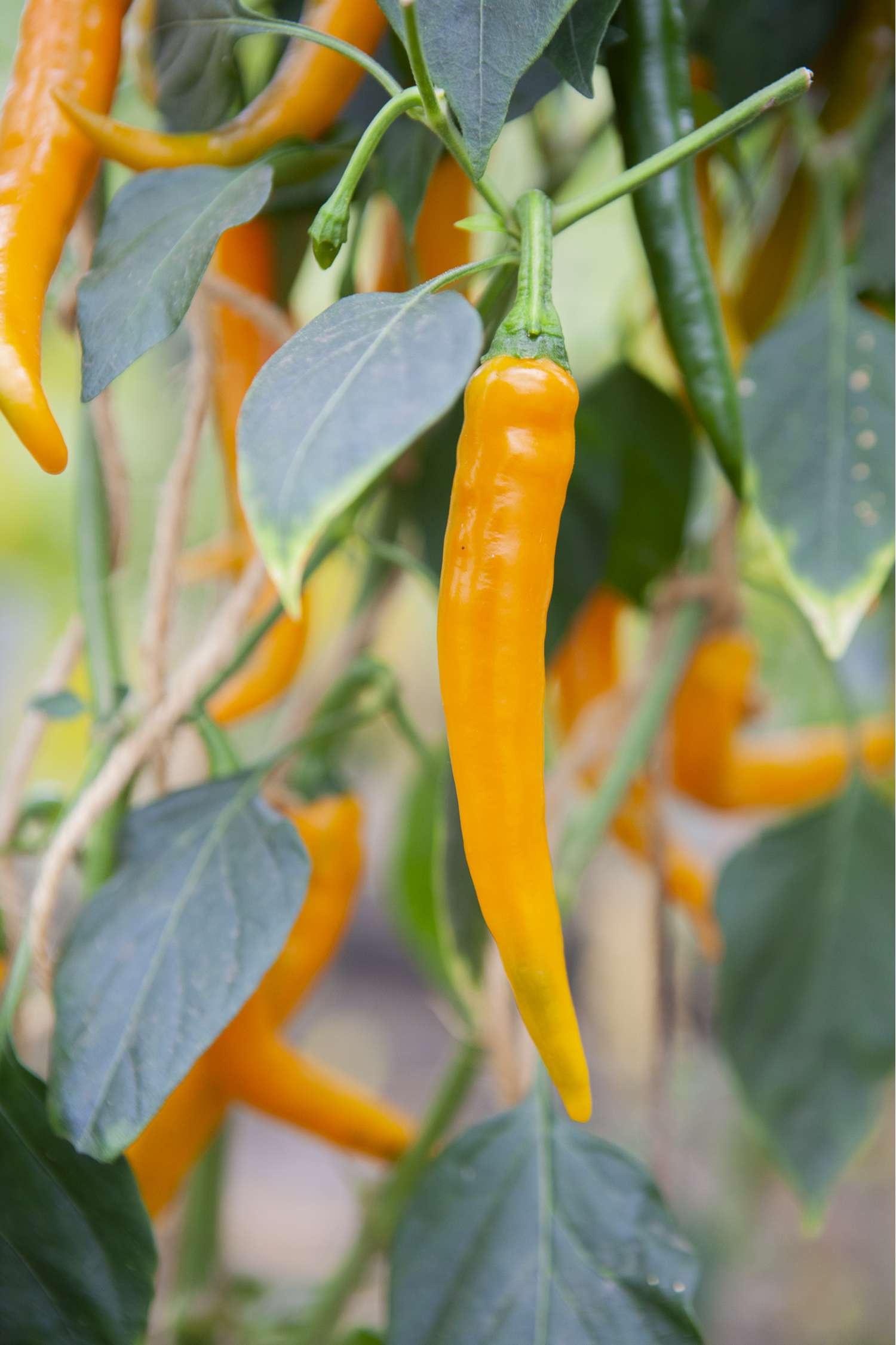 Piment 'Koh Tao' (graines BIO)